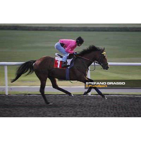 Joshua Tree morning track works at Meydan Dubai, 28th march 2012 ph.Stefano Grasso