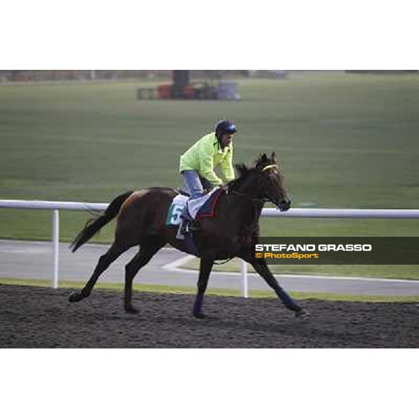 Jakkalberry during morning track works at Meydan Dubai, 28th march 2012 ph.Stefano Grasso