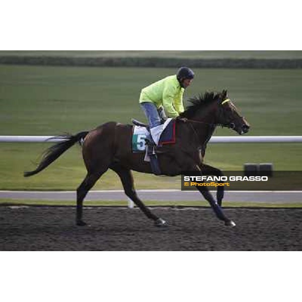 Jakkalberry during morning track works at Meydan Dubai, 28th march 2012 ph.Stefano Grasso