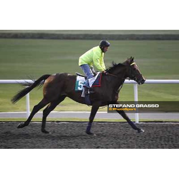 Jakkalberry during morning track works at Meydan Dubai, 28th march 2012 ph.Stefano Grasso