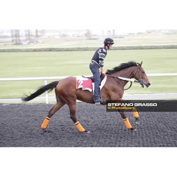 morning track works at Meydan Dubai, 28th march 2012 ph.Stefano Grasso