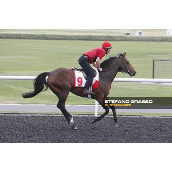 Zazou during morning track works at Meydan Dubai, 28th march 2012 ph.Stefano Grasso