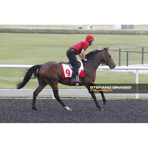 Zazou during morning track works at Meydan Dubai, 28th march 2012 ph.Stefano Grasso