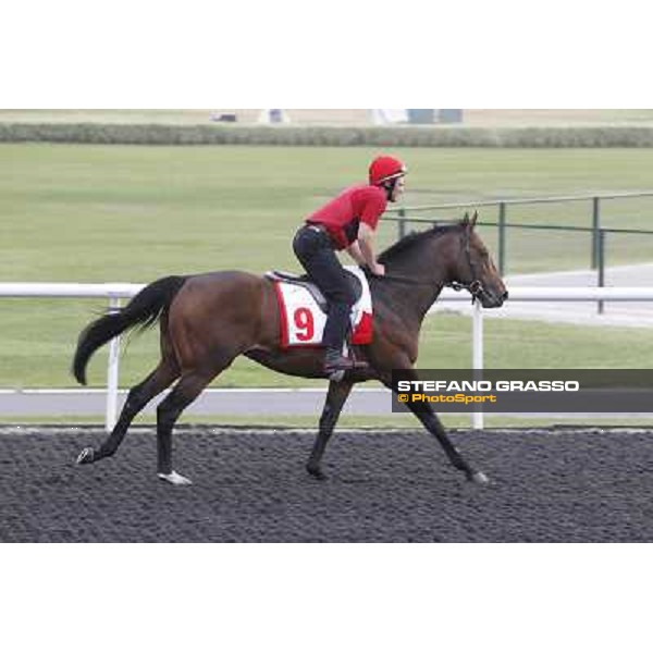 Zazou during morning track works at Meydan Dubai, 28th march 2012 ph.Stefano Grasso