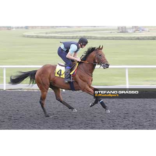 Dubawi Gold during morning track works at Meydan Dubai, 28th march 2012 ph.Stefano Grasso