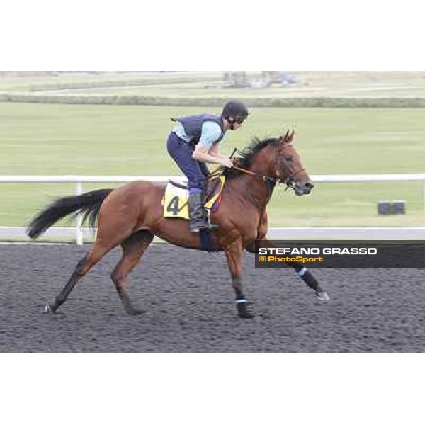Dubawi Gold during morning track works at Meydan Dubai, 28th march 2012 ph.Stefano Grasso