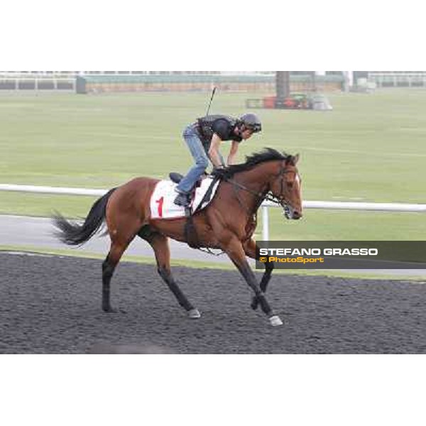 Transcend during morning track works at Meydan Dubai, 28th march 2012 ph.Stefano Grasso