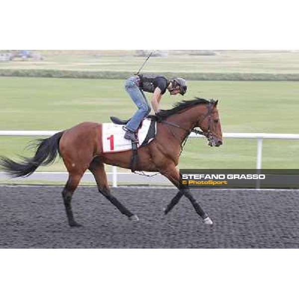 Transcend during morning track works at Meydan Dubai, 28th march 2012 ph.Stefano Grasso