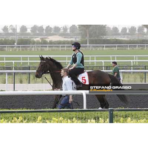 Royal Delta during morning track works at Meydan Dubai, 28th march 2012 ph.Stefano Grasso