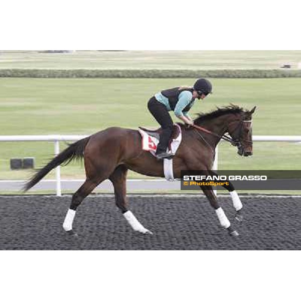 Royal Delta during morning track works at Meydan Dubai, 28th march 2012 ph.Stefano Grasso