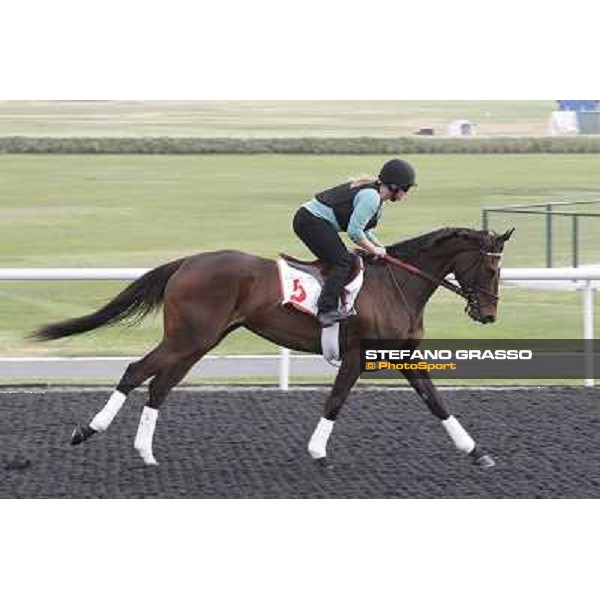 Royal Delta during morning track works at Meydan Dubai, 28th march 2012 ph.Stefano Grasso