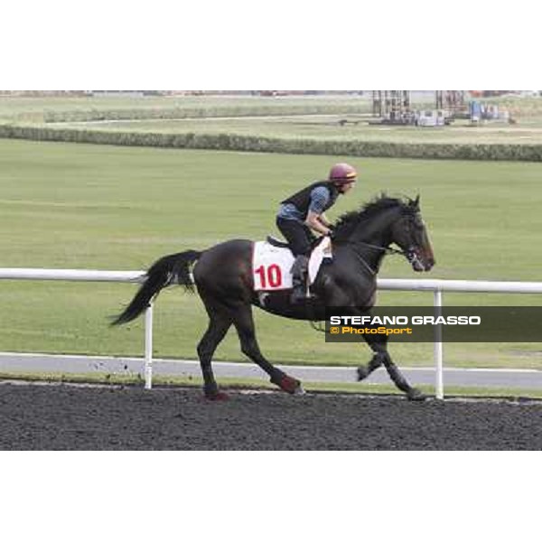 So You Think during morning track works at Meydan Dubai, 28th march 2012 ph.Stefano Grasso