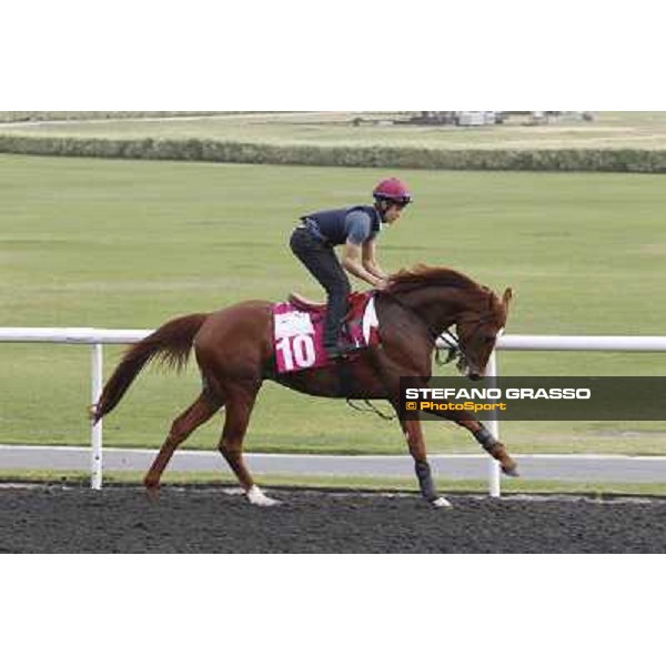 Daddy Long Legs during morning track works at Meydan Dubai, 28th march 2012 ph.Stefano Grasso