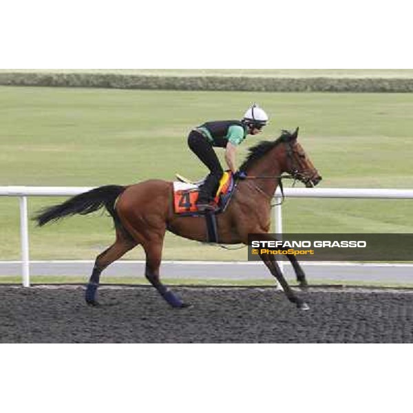 Margot Did during morning track works at Meydan Dubai, 28th march 2012 ph.Stefano Grasso