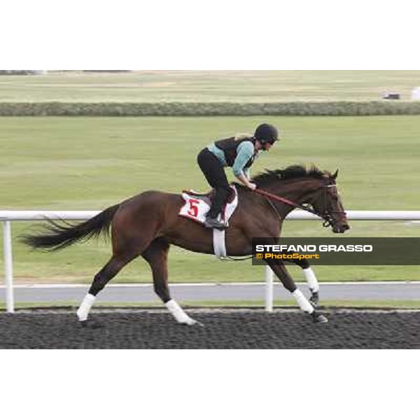 Royal Delta during morning track works at Meydan Dubai, 28th march 2012 ph.Stefano Grasso