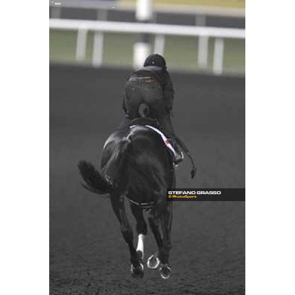 Einshin Flash during morning track works at Meydan Dubai, 28th march 2012 ph.Stefano Grasso