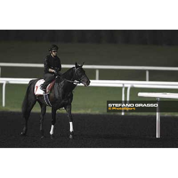 Einshin Flash during morning track works at Meydan Dubai, 28th march 2012 ph.Stefano Grasso