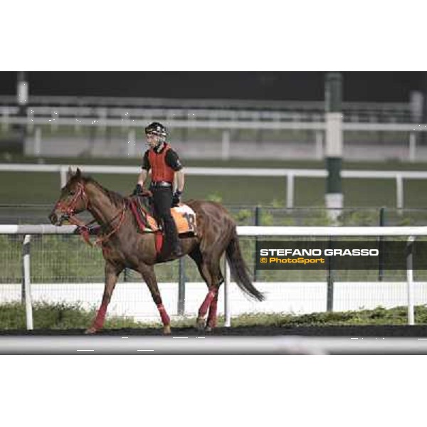 morning track works at Meydan Dubai, 28th march 2012 ph.Stefano Grasso