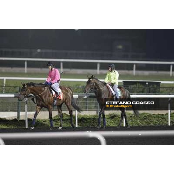 Joshua Tree and Jakkalberry during morning track works at Meydan Dubai, 28th march 2012 ph.Stefano Grasso