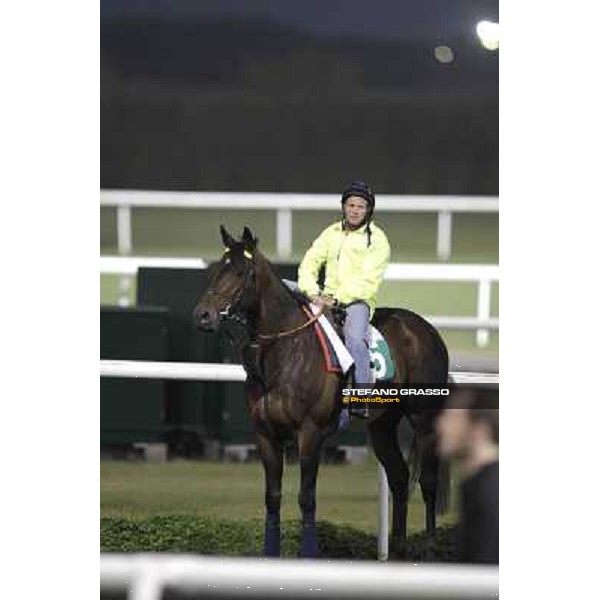 Jakkalberry during morning track works at Meydan Dubai, 28th march 2012 ph.Stefano Grasso