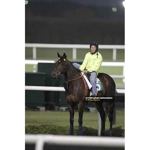 Jakkalberry during morning track works at Meydan Dubai, 28th march 2012 ph.Stefano Grasso