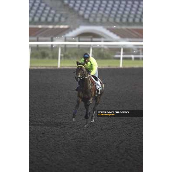 Jakkalberry during morning track works at Meydan Dubai, 28th march 2012 ph.Stefano Grasso