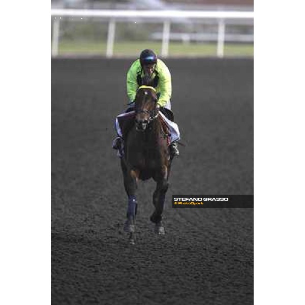 Jakkalberry during morning track works at Meydan Dubai, 28th march 2012 ph.Stefano Grasso
