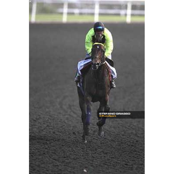 Jakkalberry during morning track works at Meydan Dubai, 28th march 2012 ph.Stefano Grasso