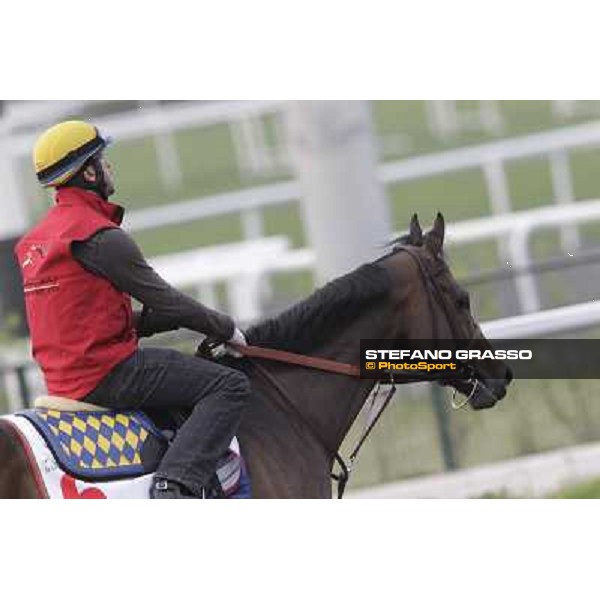 Game on Dude during morning track works at Meydan Dubai, 28th march 2012 ph.Stefano Grasso