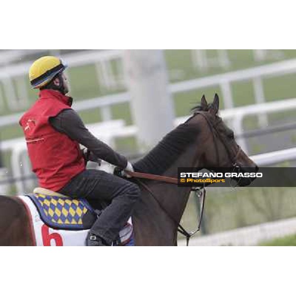 Game on Dude during morning track works at Meydan Dubai, 28th march 2012 ph.Stefano Grasso