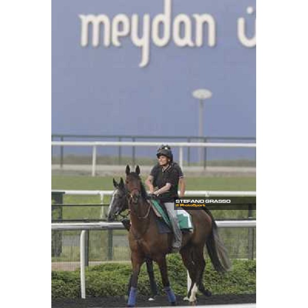 Cirrus des Aigles during morning track works at Meydan Dubai, 28th march 2012 ph.Stefano Grasso