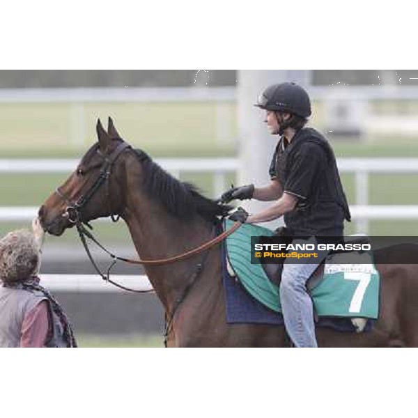 Cirrus des Aigles during morning track works at Meydan Dubai, 28th march 2012 ph.Stefano Grasso