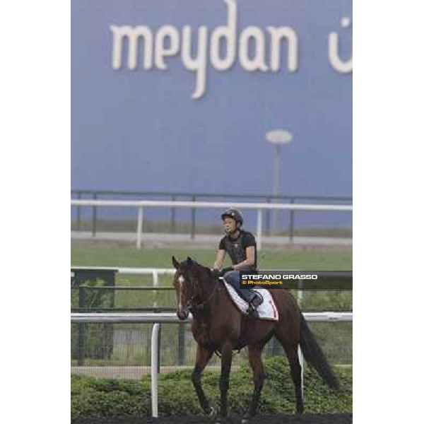 Transcend during morning track works at Meydan Dubai, 28th march 2012 ph.Stefano Grasso