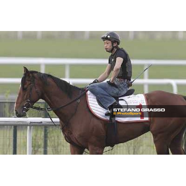 Transcend during morning track works at Meydan Dubai, 28th march 2012 ph.Stefano Grasso