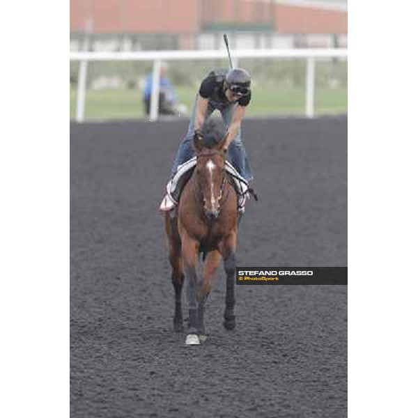 Transcend during morning track works at Meydan Dubai, 28th march 2012 ph.Stefano Grasso