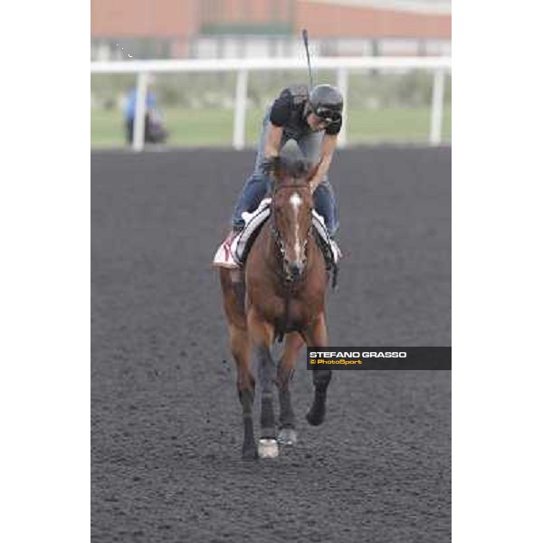 Transcend during morning track works at Meydan Dubai, 28th march 2012 ph.Stefano Grasso