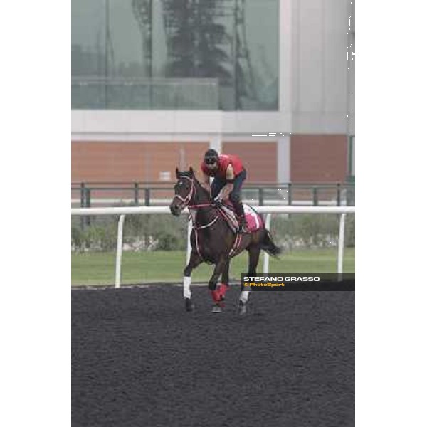 morning track works at Meydan Dubai, 28th march 2012 ph.Stefano Grasso