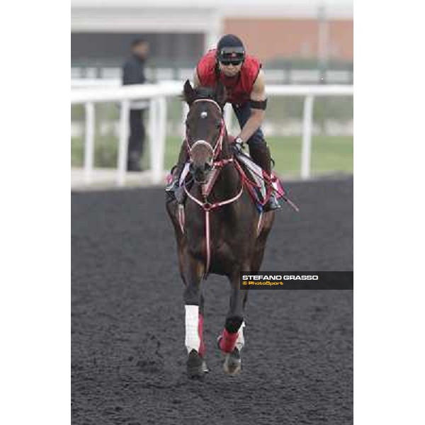 morning track works at Meydan Dubai, 28th march 2012 ph.Stefano Grasso