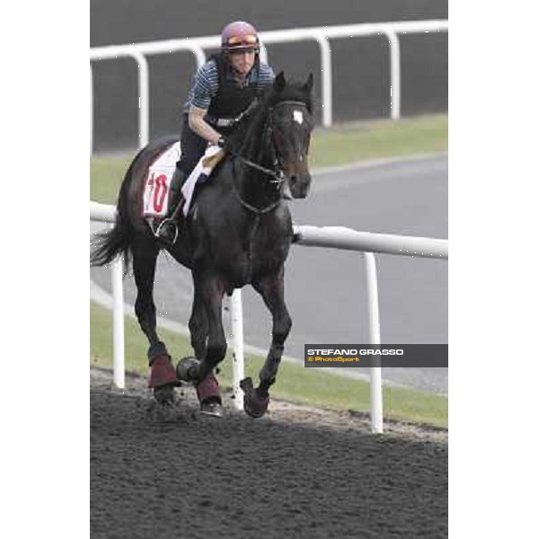 morning track works at Meydan Dubai, 28th march 2012 ph.Stefano Grasso