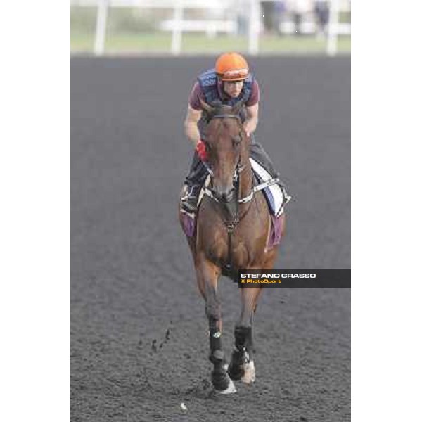 Rocket Man during morning track works at Meydan Dubai, 28th march 2012 ph.Stefano Grasso