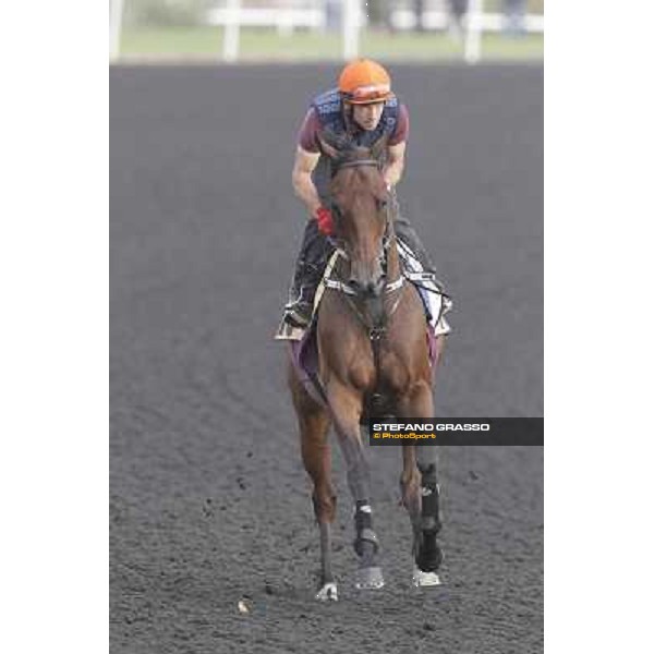 Rocket Man during morning track works at Meydan Dubai, 28th march 2012 ph.Stefano Grasso