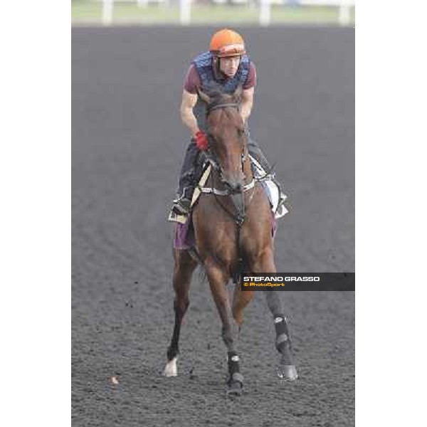 Rocket Man during morning track works at Meydan Dubai, 28th march 2012 ph.Stefano Grasso