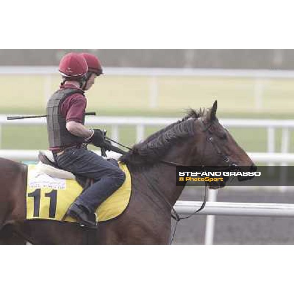 morning track works at Meydan Dubai, 28th march 2012 ph.Stefano Grasso