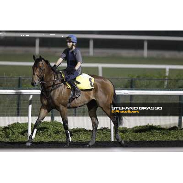 Ambitious Dragon working at Meydan Dubai, 28th march 2012 ph.Stefano Grasso