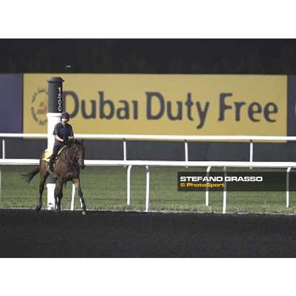 Ambitious Dragon working at Meydan Dubai, 28th march 2012 ph.Stefano Grasso