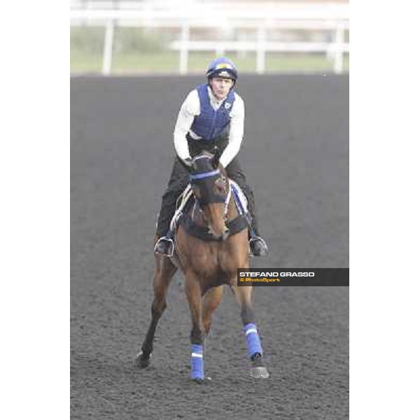 Lucky Nine working at Meydan Dubai, 28th march 2012 ph.Stefano Grasso