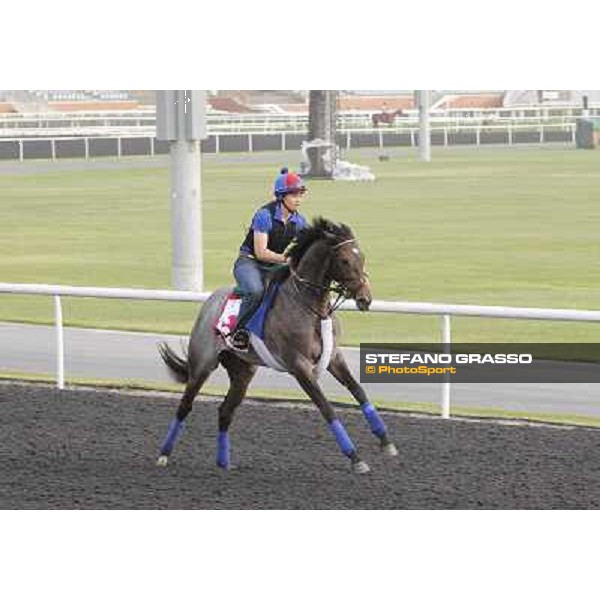 Lucky Chappy during morning track works at Meydan Dubai, 28th march 2012 ph.Stefano Grasso