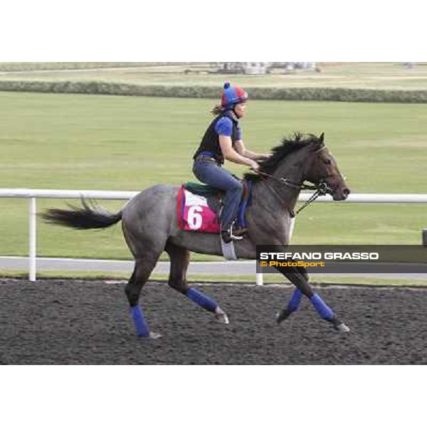Lucky Chappy during morning track works at Meydan Dubai, 28th march 2012 ph.Stefano Grasso