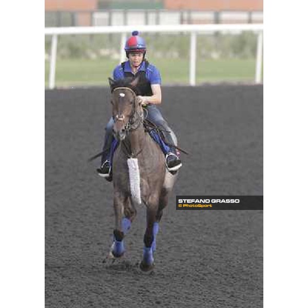 Lucky Chappy during morning track works at Meydan Dubai, 28th march 2012 ph.Stefano Grasso