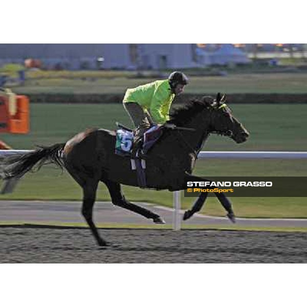 Jakkalberry Meydan - morning track works Dubai, 29th march 2012 ph.Stefano Grasso